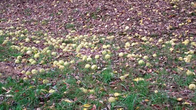 Hedge apples in Millwood WV photo 4